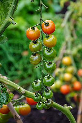 포토 JPG 해외이미지 식물 음식 백그라운드 농업 토마토 채소 과일 자연 건강 사람없음 빨간색 초록색 농장 정원 이탈리아 성장 신선 체리 맛 유기농 포도나무 내추럴 숙성 채식주의자 해외포토 웰빙 유럽 산업 컬러 컨셉 과일나무 생태계 채식 파일형식 이미지허브