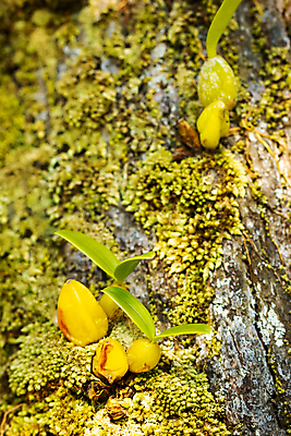 포토 JPG 해외이미지 나무 식물 계절 백그라운드 잎 자연 건조 이끼 풍경 사람없음 야외 초록색 여름 빛 환경 정원 촉촉함 성장 벚꽃 나뭇가지 신선 난초 숲 수분 묘사 즐거움 질감 통나무 나무껍질 산소 기생충 광합성 블러 생태학 오존 이국적 카피스페이스 해외포토 교육 꽃 감정 컬러 공백 젖음 껍질 원소 바이러스 생태계 파일형식 이미지허브