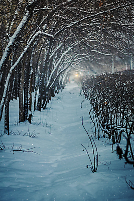 포토 JPG 해외이미지 나무 계절 길 겨울 자연 날씨 거리 사람없음 야외 목재 환경 냉동 얼음 회색 추위 백발 흰색 나뭇가지 시골 도시 고속도로 숲 시원함 12월 서리 흐림 눈보라 1월 내추럴 2월 폭설 눈내림 해외포토 자연요소 식물 헤어스타일 도로 컬러 재료 눈_날씨 날짜 자연재해 생태계 파일형식 이미지허브