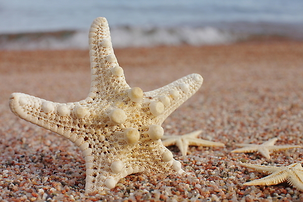 포토 JPG 해외이미지 주간 모래 불가사리 해변 사람없음 야외 해외포토 자연요소 바다 극피동물 파일형식 이미지허브