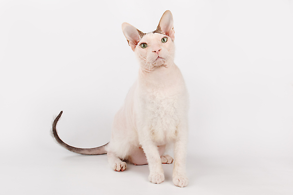 포토 JPG 해외이미지 한마리 실내 앉기 사람없음 반려동물 귀여움 고양이 흰배경 스핑크스고양이 반려묘 해외포토 동물 1 백그라운드 컨셉 포유류 모션 내부 흰색 파일형식 이미지허브