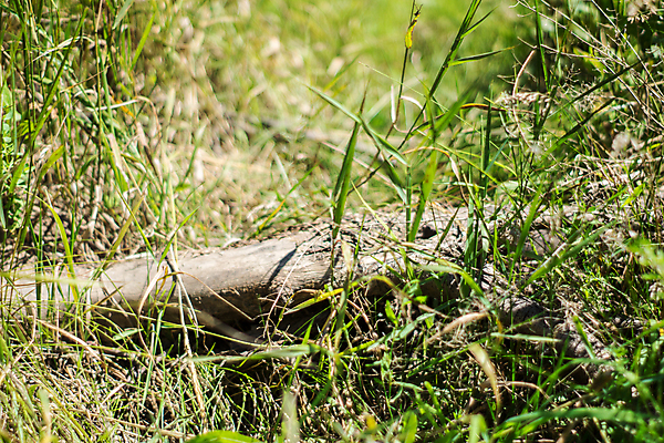 포토 JPG 해외이미지 나무 식물 줄기 자연 건조 풍경 사람없음 목재 가로 초록색 노란색 맑음 가을 죽음 숲 큼 질감 내추럴 옛날 해외포토 계절 컬러 재료 날씨 크기 생태계 파일형식 이미지허브