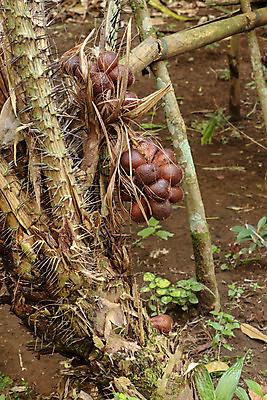 포토 JPG 해외이미지 나무 식물 음식 백그라운드 다이어트 과일 재료 태국 자연 디저트 건강 손바닥 씨앗 동양인 사람없음 빨간색 초록색 갈색 정원 신선 뱀 달콤 맛 모피 다발 피부 척추 열대과일 유기농 질감 날것 발리 내추럴 숙성 식용 이국적 해외포토 손 웰빙 아시아 컬러 섬 컨셉 파충류 뼈 인종 신체부위 생태계 인도네시아 파일형식 이미지허브