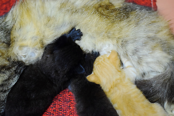 포토 JPG 해외이미지 동물 어린이 음식 백그라운드 포유류 가족 엄마 휴식 수염 털 사람없음 목재 반려동물 머리 고양이 꿈 우유 간호사 마시기 흰색 표현 아기 신생아 달콤 빨다 쓰레기 작음 먹이 모피 먹기 간호 배고픔 먼지 기르기 해외포토 나무 컬러 컨셉 재료 관계 모션 유제품 사람 신체부위 의료진 맛 크기 돌봄 파일형식 이미지허브