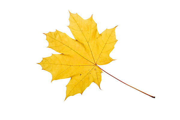 포토 JPG 해외이미지 계절 백그라운드 단풍 잎 오렌지 자연 사람없음 장식 빨간색 초록색 컬러풀 노란색 활발 가을 흰색 황금 닫기 숲 9월 질감 10월 고립 해외포토 식물 컬러 컨셉 과일 모션 날짜 생태계 파일형식 이미지허브