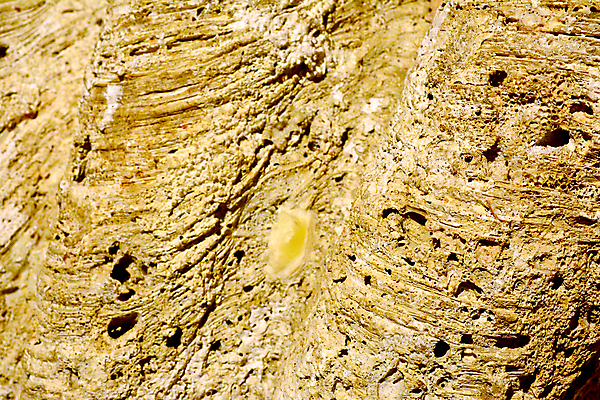 포토 JPG 해외이미지 교육 아시아 과학 자연 표면 조개 실내 종류 사람없음 수중 정보 껍질 거친 역사 큼 박물관 산등성이 화석 내추럴 전국 해외포토 나라 어패류 산 내부 크기 생태계 파일형식 이미지허브