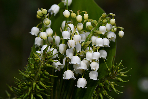 포토 JPG 해외이미지 식물 꽃 꽃다발 자연 사람없음 개화 그리너리 해외포토 생태계 파일형식 트랜드컬러 이미지허브