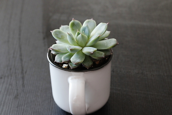 포토 JPG 해외이미지 식물 디자인 꽃 화초 백그라운드 잎 패턴 자연 선인장 주택 실내 파노라마 사람없음 내부 장식 가로 초록색 보라색 회색 성장 흰색 신선 그룹 냄비 정상 책상 오브젝트 레이아웃 내추럴 고립 섞기 특별함 많음 힙스터 현실 미니멀 해외포토 패션 컬러 가구 컨셉 무늬 촬영기법 건물 솥 생태계 파일형식 이미지허브