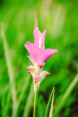 포토 JPG 해외이미지 나무 식물 계절 공원 꽃잎 꽃 아시아 분홍색 여행 백그라운드 잎 겨울 꽃무늬 밭 태국 자연 산 풍경 사람없음 야외 초록색 여름 컬러풀 정원 보라색 봄 튤립 벚꽃 흰색 신선 개화 내추럴 해외포토 공공시설 나라 컬러 무늬 농업 생태계 파일형식 이미지허브