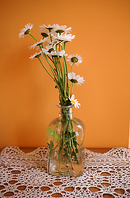 포토 JPG 해외이미지 계절 꽃잎 꽃다발 백그라운드 잎 오렌지 자연 주택 실내 사람없음 장식 초록색 꽃병 흰색 뜨개질 냅킨 데이지 내추럴 마르가리타 캐모마일 해외포토 식물 꽃 컬러 과일 취미 내부 건물 칵테일 허브 생태계 파일형식 이미지허브