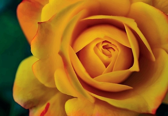 EPS 해외이미지 식물 1 기념일 꽃잎 꽃 줄기 분홍색 꽃다발 결혼 백그라운드 잎 꽃무늬 패턴 일러스트 자연 벽지 휴가 발렌타인데이 선물 사랑 장식 빨간색 초록색 여름 장미 정원 봄 벚꽃 흰색 축하 신선 다발 오브젝트 싱글 원예 열정 내추럴 고립 해외일러스트 계절 감정 컬러 컨셉 무늬 데이이벤트 이벤트 취미 생태계 파일형식 벡터 이미지허브