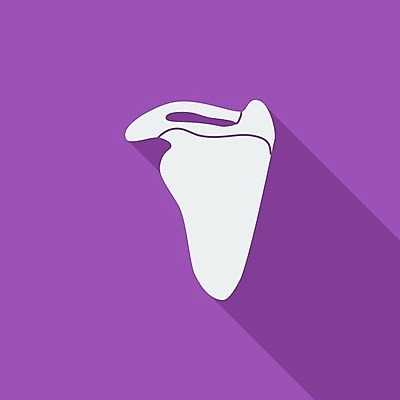 EPS 해외이미지 모델 과학 신체 일러스트 해부 뼈 골격 건강 사람 치료 약 고통 흰색 어깨 질감 생물학 위치 팔 고립 연골 해외일러스트 교육 감정 컬러 의학 신체부위 파일형식 벡터 이미지허브