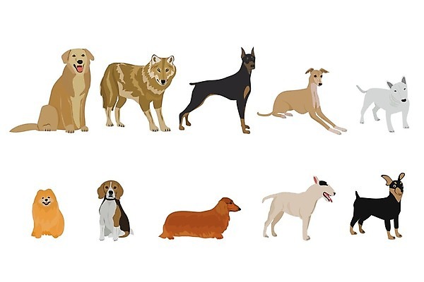 EPS 해외이미지 동물 캐릭터 디자인 실루엣 백그라운드 일러스트 포유류 자연 그래픽 반려동물 세트 흰색 플랫 양치기 개 강아지 만화 닥스훈트 테리어 래브라도리트리버 수집 심볼 오브젝트 사냥개 불독 송곳니 고립 기르기 해외일러스트 일러캐릭터 직업 컬러 촬영기법 리트리버 치아 생태계 돌봄 파일형식 벡터 이미지허브