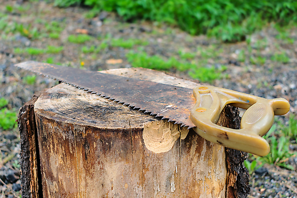 포토 JPG 해외이미지 직업 공원 산업 잎 농업 오렌지 공장 자연 노동자 거리 잔디 사람없음 야외 목재 초록색 여름 농장 환경 정원 맑음 흙 봄 수확 공구 업무 뜨거움 칼날 치아 쓰레기 숲 장작 자르기 철 목수 오브젝트 시골집 날카로움 소재 나무껍질 생태학 옛날 해외포토 나무 식물 계절 공공시설 교육 컬러 과일 재료 공업 모션 날씨 주택 껍질 도구 작업 소화기관 생태계 파일형식 이미지허브