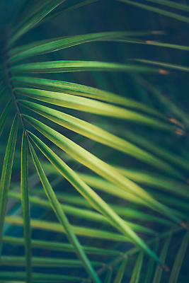 포토 JPG 해외이미지 나무 식물 섬 백그라운드 잎 꽃무늬 패턴 자연 추상 휴가 손바닥 사람없음 세로 초록색 여름 야자수 환경 정원 어둠 나뭇가지 신선 그림 에코 휴양지 녹색배경 내추럴 이국적 파라다이스 해외포토 손 계절 꽃 컬러 무늬 장소 생태계 파일형식 이미지허브