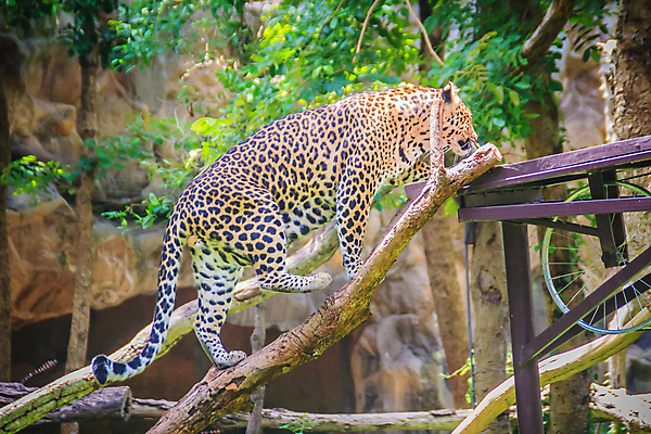 포토 JPG 해외이미지 주간 전신 나무 한마리 야생동물 아프리카 자연 나뭇잎 동물원 사람없음 야외 아웃포커스 나뭇가지 맹수 표범 해외포토 자연요소 식물 동물 1 나라 잎 포유류 촬영기법 생태계 파일형식 이미지허브