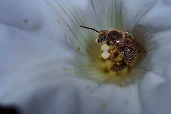 포토 JPG 해외이미지 스튜디오촬영 1 꽃잎 꽃 클리핑패스 분홍색 잎 손가락 자연 실내 사람없음 야외 컬러풀 한개 장미 보라색 사진촬영 성장 흰색 신선 우아함 닫기 계획 자르기 제비꽃 싱글 심플 머리위 꽃가루 부드러움 라벤더 고립 히비스커스 해외포토 식물 손 컬러 컨셉 모션 내부 촬영 감각 가루 허브 생태계 파일형식 이미지허브