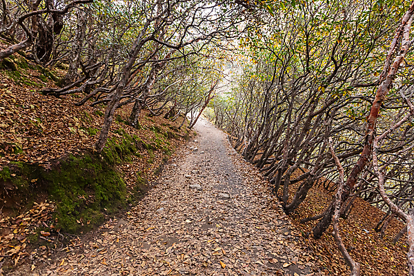 포토 JPG 해외이미지 스포츠 여행 불교 가이드 자연 하늘 휴가 산 국립공원 풍경 사람없음 야외 여행객 산책 등산 트래킹 하이킹 도전 기도 깃발 정상 네팔 방법 산악가 절정 하이커 히말라야 해외포토 직업 공원 아시아 종교 레저 휴식 사람 생태계 파일형식 산맥 이미지허브