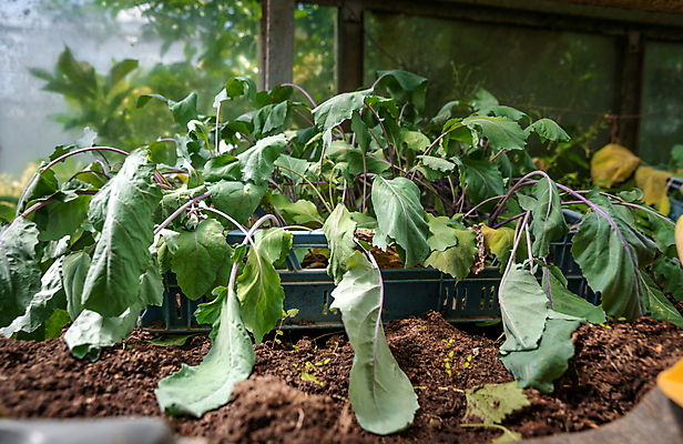 포토 JPG 해외이미지 식물 지구 음식 잎 농업 채소 자연 씨앗 사람없음 초록색 농장 새싹 환경 정원 흙 봄 놀이방 성장 신선 냄비 작음 유기농 원예 먼지 내추럴 땅바닥 모종 묘목 밭일 온실 그리너리 세련 해외포토 나무 웰빙 계절 산업 컬러 바닥 취미 솥 크기 생태계 파일형식 트랜드컬러 이미지허브