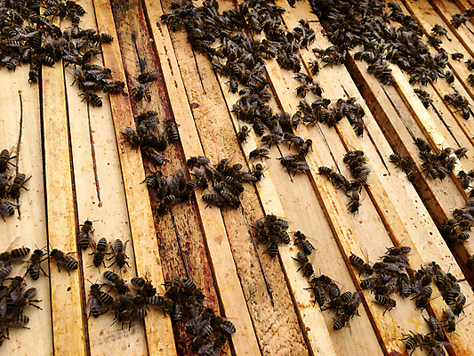 포토 JPG 해외이미지 동물 라이프스타일 곤충 날개 가족 자연 주택 사람없음 야외 건물 목재 상자 약 농장 시골 머리빗 업무 꿀벌 농부 수분 벌 유기농 바쁨 슛 꽃가루 꿀 벌집 고립 밀랍 밭일 수유 식민지 양봉 양봉장 옛날 왁스 진짜 많음 해외포토 나무 직업 건축물 웰빙 컨셉 농업 재료 의학 관계 생활 미용용품 작업 벌_곤충 가루 생태계 파일형식 이미지허브