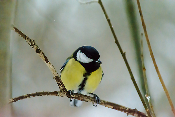 포토 JPG 해외이미지 나무 식물 동물 계절 공원 야생동물 백그라운드 겨울 날개 자연 조류 날씨 사람없음 야외 목재 컬러풀 환경 정원 냉동 추위 나뭇가지 숲 작음 깃털 생물학 꼬리 서리 부리 내추럴 동물상 눈내림 해외포토 공공시설 교육 컬러 재료 눈_날씨 조형물 크기 생태계 파일형식 이미지허브