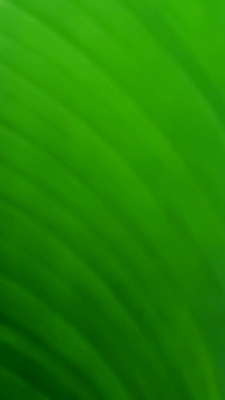 포토 JPG 해외이미지 템플릿 디자인 파도 백그라운드 잎 패턴 곡선 일러스트 자연 벽지 추상 미래 창조 미술 경사 사람없음 가로 초록색 빛 컬러풀 햇빛 우주 맑음 수중 공백 흐름 흰색 매끈함 소프트포커스 질감 보케 심플 부드러움 비네팅 깊이 블러 터키석 카피스페이스 해외일러스트 식물 선 바다 컬러 컨셉 무늬 날씨 문화예술 촬영기법 태양 감각 보석 생태계 파일형식 이미지허브