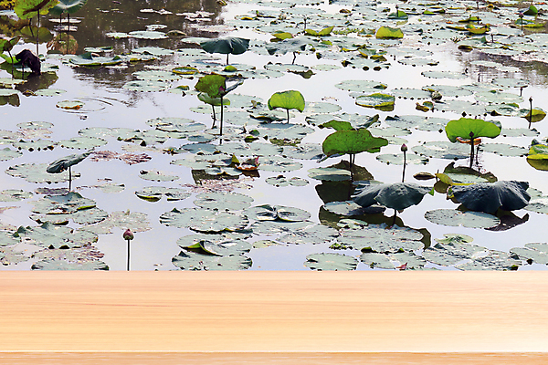 포토 JPG 해외이미지 식물 꽃잎 꽃 호수 분홍색 백그라운드 잎 농업 자연 탁자 하늘 휴식 선반 연꽃 사람없음 목재 장식 초록색 물 여름 빛 강 햇빛 반사 우주 정원 봄 공백 벚꽃 연못 널 상품 갑판 계산대 가득함 책상 내추럴 해외포토 자연요소 나무 계절 산업 컬러 가구 컨셉 배_교통 재료 태양 생태계 파일형식 이미지허브