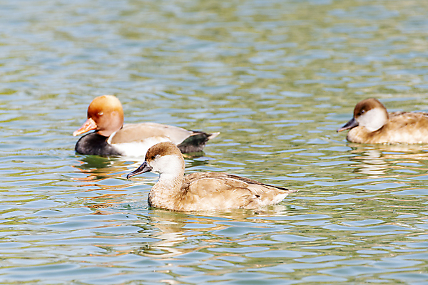 포토 JPG 해외이미지 동물 호수 야생동물 여행 중동 자연 조류 오리 종류 사람없음 야외 물 갈색 환경 연못 행운 보호 깃털 생물학 부리 물새 서식지 내추럴 아랍에미리트 동물상 두바이 생태학 해외포토 자연요소 교육 나라 컬러 컨셉 조형물 생태계 파일형식 이미지허브