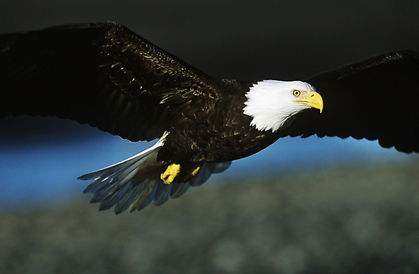 포토 JPG 해외이미지 한마리 야생동물 북아메리카 날개 모션 자연 조류 사람없음 야외 아웃포커스 비행 우아함 독수리 해외포토 동물 1 컨셉 촬영기법 아메리카 생태계 파일형식 이미지허브