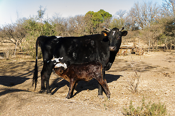 포토 JPG 해외이미지 동물 음료 밭 농업 포유류 자연 엄마 사람없음 농장 농경지 갈색 가축 우유 시골 아기 소 먹기 배고픔 송아지 밭일 저지 해외포토 산업 새끼 컬러 가족 모션 유제품 사람 생태계 파일형식 이미지허브