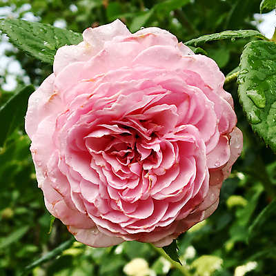 포토 JPG 해외이미지 식물 계절 공원 꽃잎 꽃 꽃다발 결혼 잎 자연 발렌타인데이 선물 풍경 사람없음 장식 빨간색 초록색 여름 장미 정원 봄 성장 벚꽃 개화 정상 이슬 다발 향기 아로마 악취 내추럴 구성 해외포토 공공시설 컬러 데이이벤트 이벤트 생태계 냄새 파일형식 이미지허브
