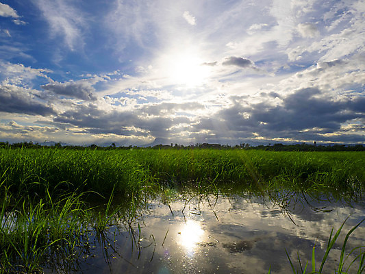 포토 JPG 해외이미지 나무 식물 구름 전통 계절 공원 아시아 음식 여행 백그라운드 밭 농업 태국 자연 하늘 밥 동양인 풍경 사람없음 야외 초록색 여름 파란색 농작물 햇빛 농장 농경지 새싹 환경 봄 수확 성장 시골 신선 농부 낟알 유기농 내추럴 모종 해외포토 자연요소 직업 웰빙 공공시설 나라 산업 컬러 인종 태양 생태계 파일형식 이미지허브