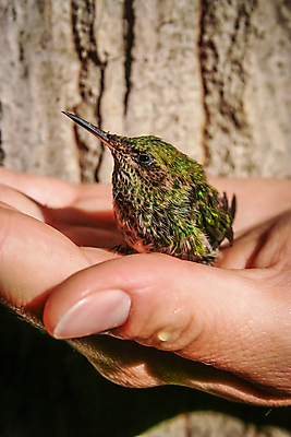 포토 JPG 해외이미지 손 야생동물 조류 야외 신체부위 보호 작음 돌봄 벌새 해외포토 동물 컨셉 모션 사람 크기 파일형식 이미지허브