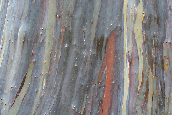 포토 JPG 해외이미지 나무 식물 도로 섬 여행 백그라운드 무지개 패턴 오렌지 자연 표면 휴가 풍경 사람없음 야외 목재 초록색 컬러풀 노란색 여행객 정원 보라색 미국 껍질 오세아니아 숲 질감 하와이 태평양 나무껍질 옛날 유칼립투스 하와이인 해외포토 자연요소 외국인 나라 길 바다 컬러 북아메리카 무늬 과일 재료 교통시설 사람 생태계 파일형식 이미지허브