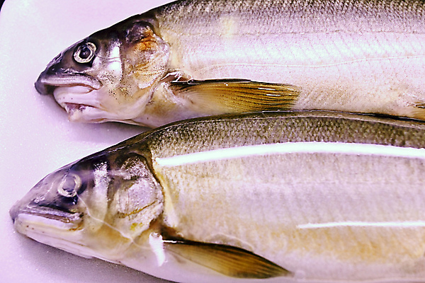 포토 JPG 해외이미지 음식 재료 포장 어류 요리 사람없음 세일 상점 냉동 얼음 추위 신선 시장 맛 해산물 패키지 슈퍼마켓 냉동고 매각 진공 해외포토 자연요소 컨셉 수중동물 파일형식 이미지허브