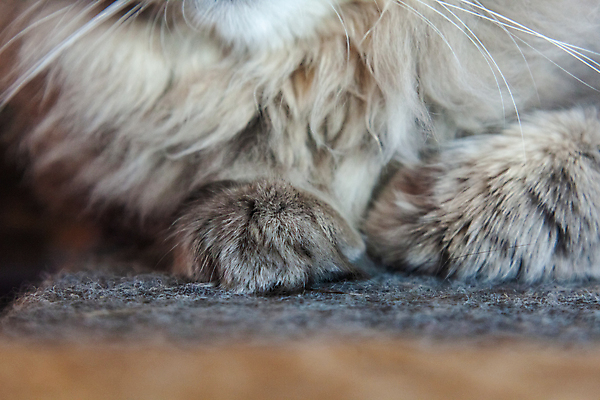 포토 JPG 해외이미지 동물 1 응시 얼굴 포유류 자연 주택 털 따뜻함 사람없음 초록색 스마트폰 반려동물 귀여움 스크린 고양이 줄무늬 회색 흰색 달콤 모피 그림 코 귀 부드러움 얼룩무늬 솜털 기르기 시베리아 총구 해외포토 시선 컬러 컨셉 무늬 건물 신체부위 핸드폰 스마트기기 감각 맛 생태계 돌봄 파일형식 이미지허브