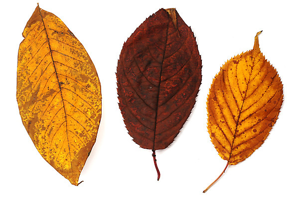 포토 JPG 해외이미지 나무 식물 계절 백그라운드 단풍 잎 오렌지 자연 건조 사람없음 장식 빨간색 초록색 세트 컬러풀 갈색 노란색 가을 흰색 황금 9월 수집 자작나무 10월 내추럴 고립 해외포토 컬러 과일 날짜 생태계 파일형식 이미지허브