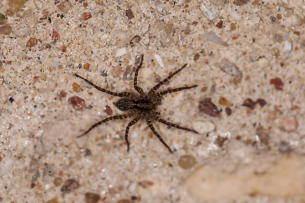 포토 JPG 해외이미지 동물 야생동물 곤충 백그라운드 절지류 자연 종류 사람없음 갈색 점프 검은색 흰색 닫기 벌레 작음 묘사 육식동물 거미 고립 동물상 콘크리트 오싹 해외포토 컬러 모션 조형물 크기 생태계 파일형식 이미지허브