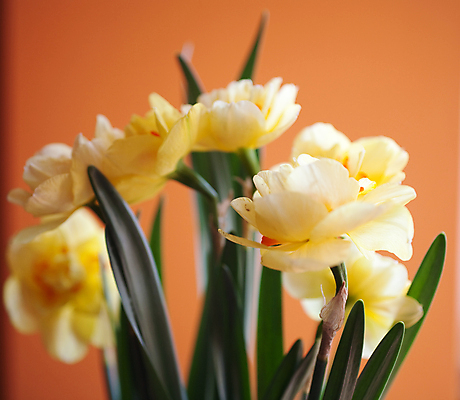 포토 JPG 해외이미지 식물 계절 꽃잎 꽃 백그라운드 잎 꽃무늬 자연 사람없음 초록색 노란색 정원 봄 벚꽃 흰색 신선 개화 수선화 내추럴 동물상 해외포토 컬러 무늬 조형물 생태계 파일형식 이미지허브