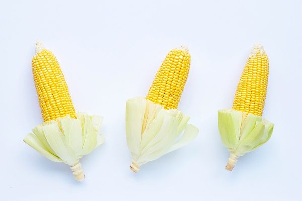 포토 JPG 해외이미지 실내 옥수수 사람없음 세개 흰배경 옥수수껍질 해외포토 백그라운드 곡류 3 내부 껍질 흰색 파일형식 이미지허브