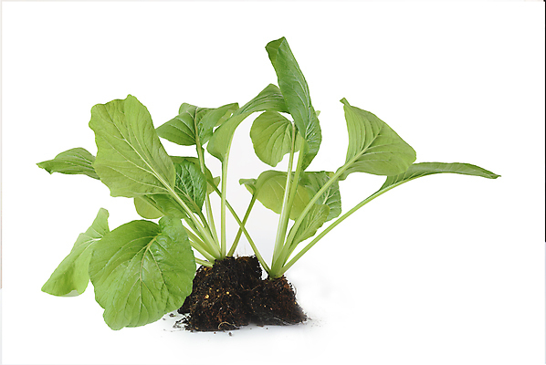 포토 JPG 해외이미지 식물 잡화 음식 백그라운드 잎 농업 채소 자연 건강 사람없음 야외 초록색 농장 세일 새싹 환경 정원 검은색 중국 흙 봄 수확 성장 유기농 원예 날것 뿌리 성분 내추럴 채소밭 떠남 모종 숙성 해외포토 웰빙 계절 산업 아시아 컬러 밭 모션 취미 생태계 파일형식 이미지허브