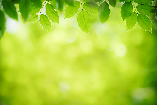 포토 JPG 해외이미지 나무 식물 계절 백그라운드 컨셉 잎 패턴 자연 벽지 추상 잔디 사람없음 초록색 빛 컬러풀 햇빛 태양 우주 환경 정원 맑음 봄 성장 신선 숲 질감 보케 부드러움 내추럴 블러 생태학 지구의날 카피스페이스 그리너리 효과 해외포토 자연요소 교육 기념일 컬러 무늬 날씨 공백 감각 생태계 파일형식 트랜드컬러 이미지허브