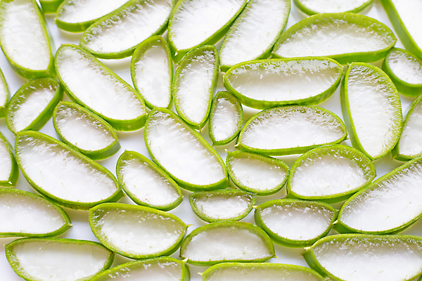 포토 JPG 해외이미지 스튜디오촬영 단면 실내 사람없음 흰배경 알로에 해외포토 식물 백그라운드 내부 흰색 파일형식 이미지허브