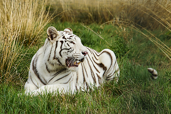 포토 JPG 해외이미지 주간 한마리 야생동물 엎드리기 동물원 사람없음 야외 맹수 백호 해외포토 자연요소 동물 1 모션 호랑이 파일형식 사방신 이미지허브