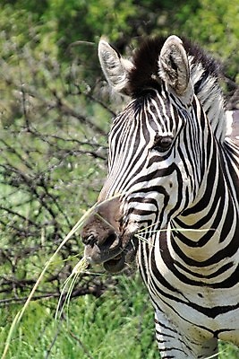 포토 JPG 해외이미지 동물 야생동물 여행 포유류 아프리카 자연 휴가 사람없음 야외 머리 닫기 먹기 사파리 얼룩말 동물상 사바나 해외포토 나라 모션 신체부위 조형물 말_동물 생태계 파일형식 이미지허브