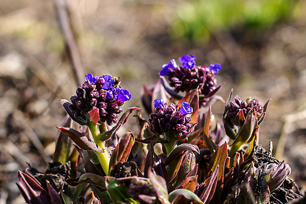 포토 JPG 해외이미지 식물 계절 꽃잎 꽃 분홍색 백그라운드 꽃무늬 자연 사람없음 야외 파란색 컬러풀 정원 보라색 봄 들꽃 벚꽃 개화 약초 소프트포커스 허브 제비꽃 속도 내추럴 영원 해외포토 컬러 무늬 촬영기법 풀_식물 생태계 파일형식 이미지허브