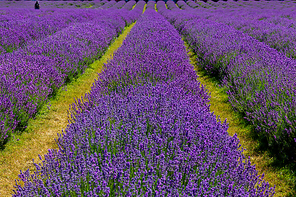 포토 JPG 해외이미지 식물 계절 꽃 유럽 선 백그라운드 꽃무늬 패턴 밭 농업 자연 잉글랜드 사람 풍경 사람없음 야외 여름 농작물 컬러풀 농장 보라색 활발 수확 벚꽃 시골 개화 자주색 허브 제비꽃 그림 향기 아로마 라벤더 라일락 내추럴 영원 줄서기 수평선 해외포토 나라 산업 컬러 컨셉 무늬 모션 영국 생태계 냄새 파일형식 이미지허브