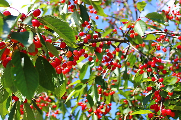 포토 JPG 해외이미지 음식 과일 건강 사람없음 빨간색 정원 수확 신선 체리 유기농 숙성 해외포토 웰빙 컬러 농업 파일형식 이미지허브