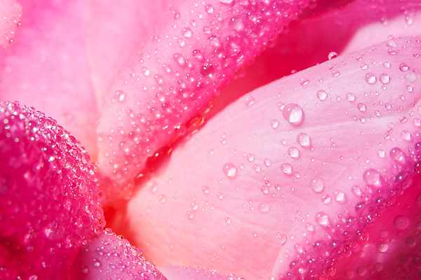 포토 JPG 해외이미지 꽃잎 꽃 분홍색 백그라운드 사람없음 물 장미 물방울 떨어짐 해외포토 자연요소 식물 컬러 컨셉 파일형식 이미지허브