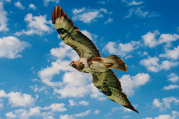 포토 JPG 해외이미지 주간 동물 구름 야생동물 백그라운드 날개 자연 조류 하늘 파노라마 사람없음 야외 파란색 컬러풀 햇빛 갈색 펼침 자유 흰색 닫기 보호 먹이 깃털 사냥 독수리 육식동물 사냥꾼 내추럴 고립 웅장함 해외포토 자연요소 직업 컬러 컨셉 모션 촬영기법 태양 생태계 파일형식 이미지허브